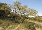 Quercus pubescens. Взрослое зацветающее дерево. Краснодарский край, м/о Анапа, окр. пос. Б. Утриш, пушистодубово-можжевеловое редколесье. 12.04.2015.