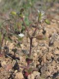 Cerastium подвид tauricum