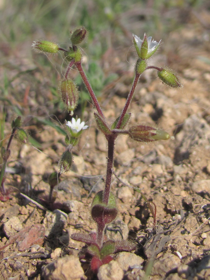 Изображение особи Cerastium brachypetalum ssp. tauricum.