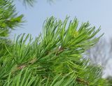Larix gmelinii. Верхушка побега. Владивосток, Ботанический сад-институт ДВО РАН. 18 мая 2016 г.