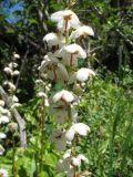 Pyrola rotundifolia