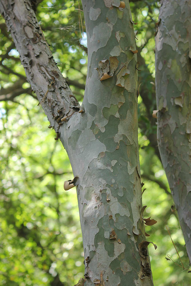 Изображение особи Pinus gerardiana.