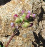 Astragalus brachytropis. Соцветие с галлами (Contarinia oxytropiflora?) и личинками краснотелковых клещей. Кабардино-Балкария, Эльбрусский р-н, долина р. Ирик, ок. 2800 м н.у.м. 14.07.2016.