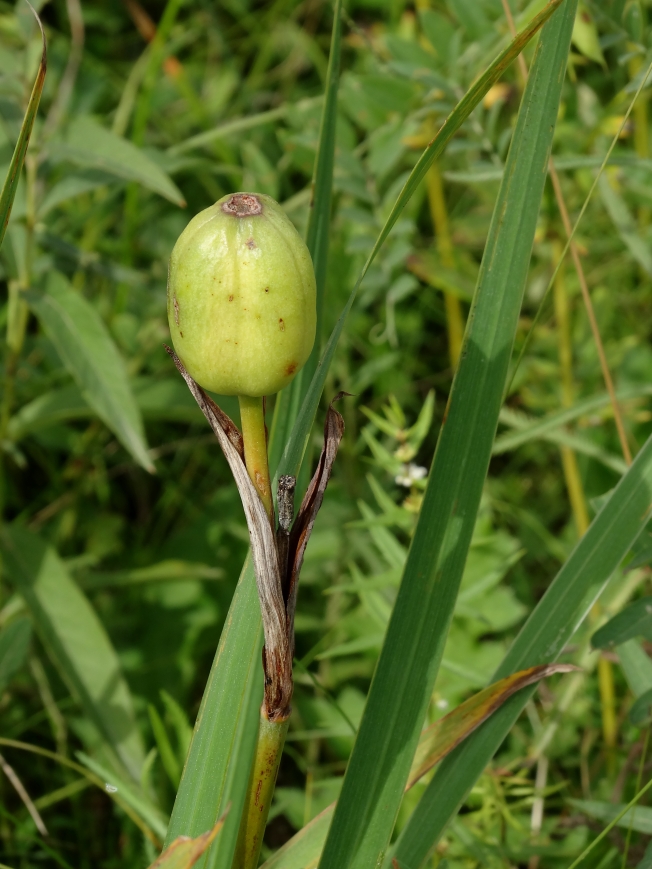 Image of Iris ensata specimen.