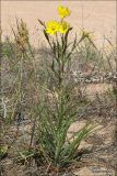 Tragopogon dasyrhynchus var. daghestanicus