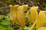 Polygonatum multiflorum. Верхушка плодоносящего растения в осенней окраске. Пермский край, Пермский р-н, подножие Иван-Горы. 25 сентября 2016 г.