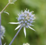 Eryngium planum