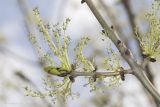 Fraxinus excelsior. Веточка с соцветиями. Саратов, парковая зона. 03.05.2017.