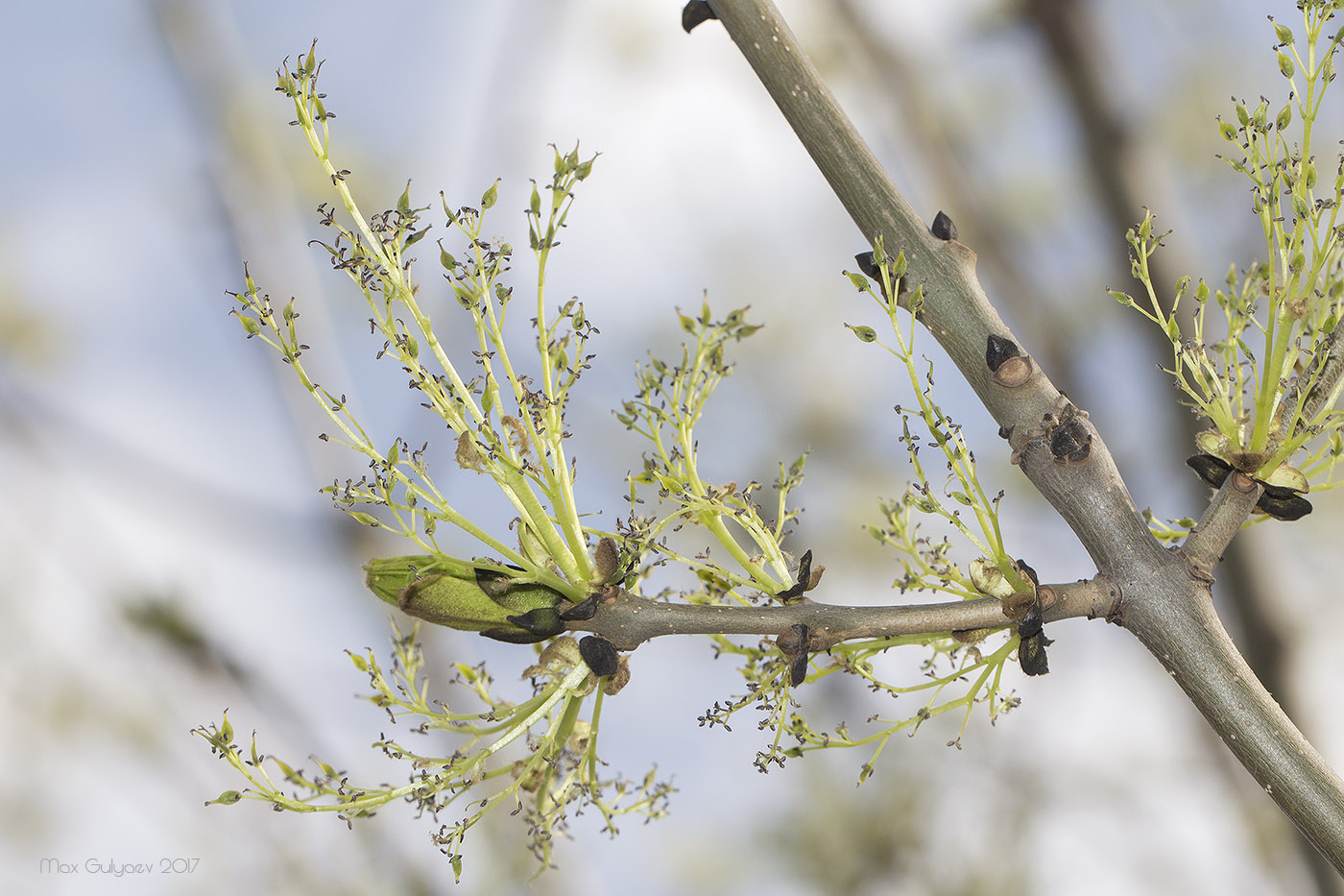 Изображение особи Fraxinus excelsior.