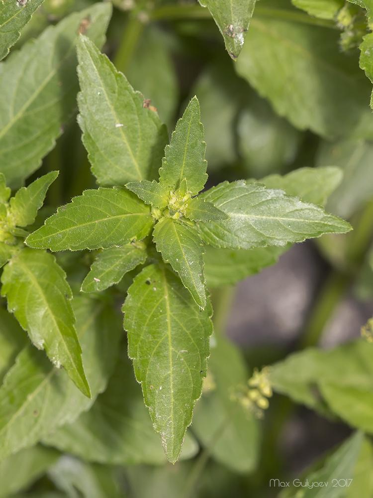 Изображение особи Mercurialis annua.