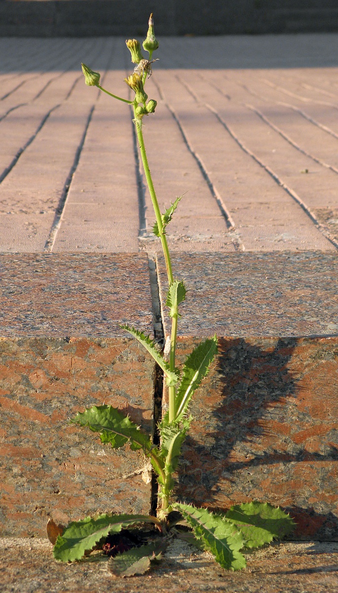 Изображение особи Sonchus asper.