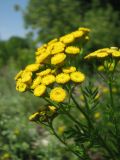 Tanacetum vulgare