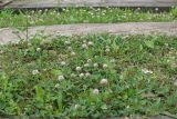 Trifolium fragiferum