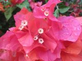 Bougainvillea glabra