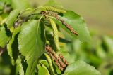 Betula papyrifera. Верхушка ветви с серёжками. Нижний Новгород, газон, в культуре. 05.06.2017.