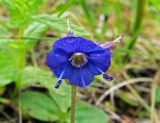 Veronica grandiflora