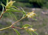 Aconogonon alpinum. Побеги с соцветиями. Якутия, Нерюнгринский р-н, окр. перевала Тит. 22.06.2016.