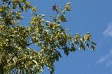 Carpinus betulus. Ветвь с соплодиями. Краснодарский край, г. Сочи, Лазаревский р-н, с. Солохаул, склон горы. 29.07.2017.