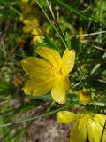 Lysimachia nummularia. Цветок. Беларусь, Гродненская обл., Новогрудский р-н, Брольникский сельсовет, окр. дер. Селец, обочина асфальтированной дороги, в канаве. 06.26.2014.