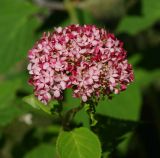 Hydrangea arborescens