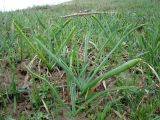 Ornithogalum ponticum. Отрастающие листья. Краснодарский край, г. Усть-Лабинск, сухой травянистый склон правого берега Кубани, после осеннего пала. 18.03.2018.