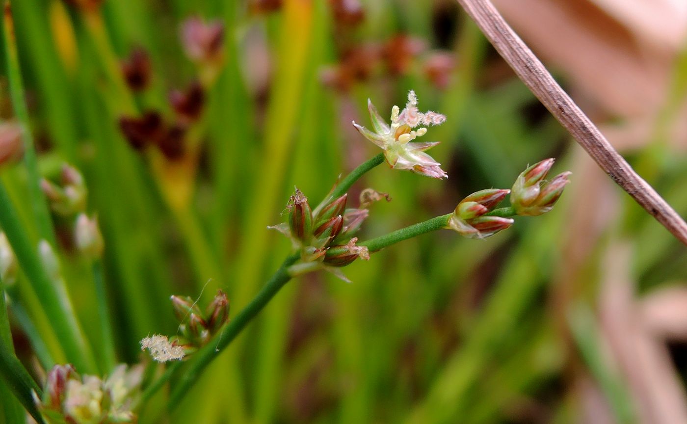 Изображение особи Juncus articulatus.