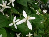 Clematis mandshurica. Верхушки побегов с цветками. Красноярский край, окр. г. Красноярск, зоопарк \"Роев ручей\", в культуре. 12.08.2018.