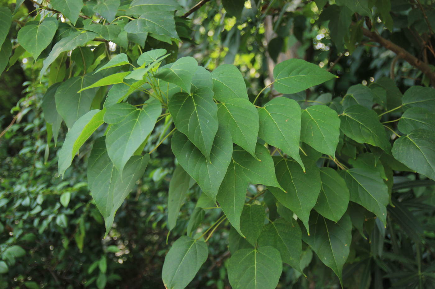 Изображение особи Catalpa fargesii f. duclouxii.