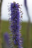 Veronicastrum borissovae. Фрагмент соцветия. Сахалинская обл., Томаринский р-н, окр. пос. Неводское, открытая приморская терраса. 28.07.2017.