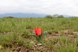 Tulipa micheliana
