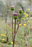 Cirsium vlassovianum