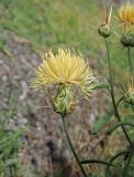 Centaurea salonitana. Цветущая корзинка. Республика Крым, Алуштинский р-н, окр. с. Малореченское, обочина шоссе. 04.09.2021.