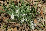 Ornithogalum fimbriatum