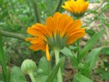 Calendula officinalis