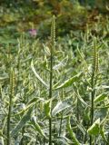 Physostegia virginiana