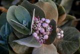 Calotropis procera