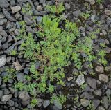 Potentilla supina подвид paradoxa. Цветущее растение. Пермский край, Кунгурский муниципальный округ, с. Моховое, станция Иренский, между железнодорожными путями. 04.06.2023.