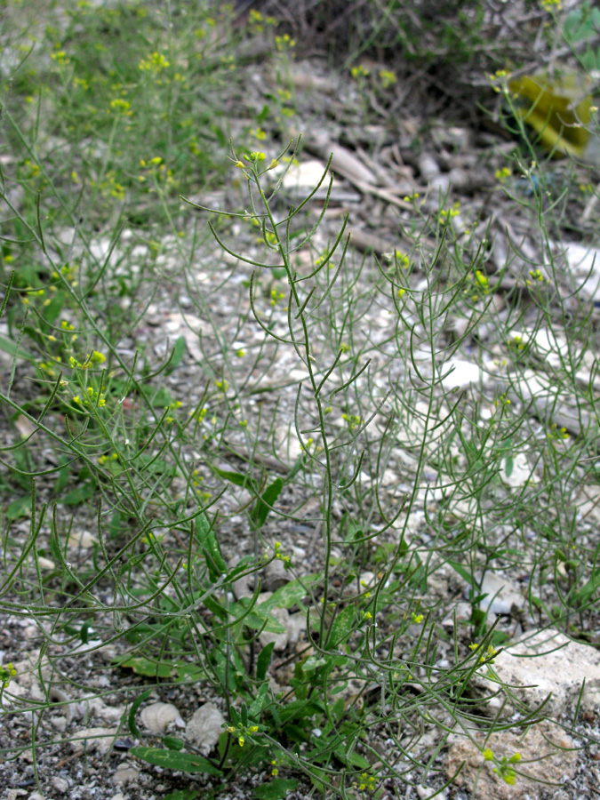 Изображение особи Arabidopsis pumila.
