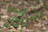 Epipactis helleborine