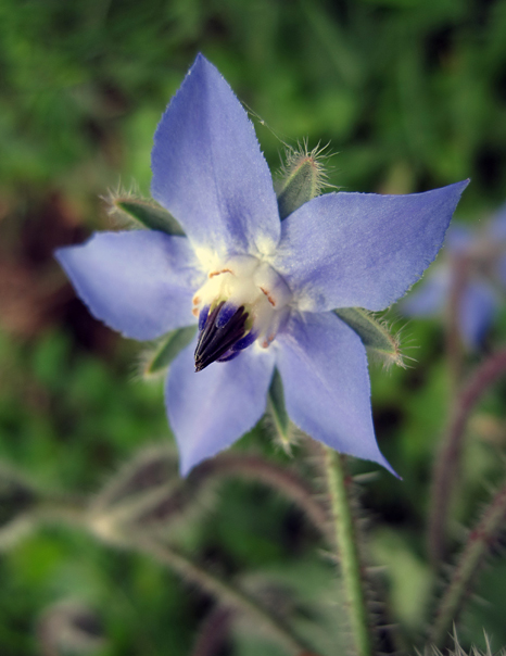 Изображение особи Borago officinalis.