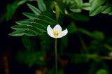 Parnassia palustris