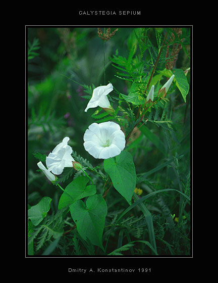 Изображение особи Calystegia sepium.