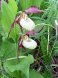 Cypripedium × ventricosum