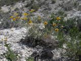 Anthemis trotzkiana