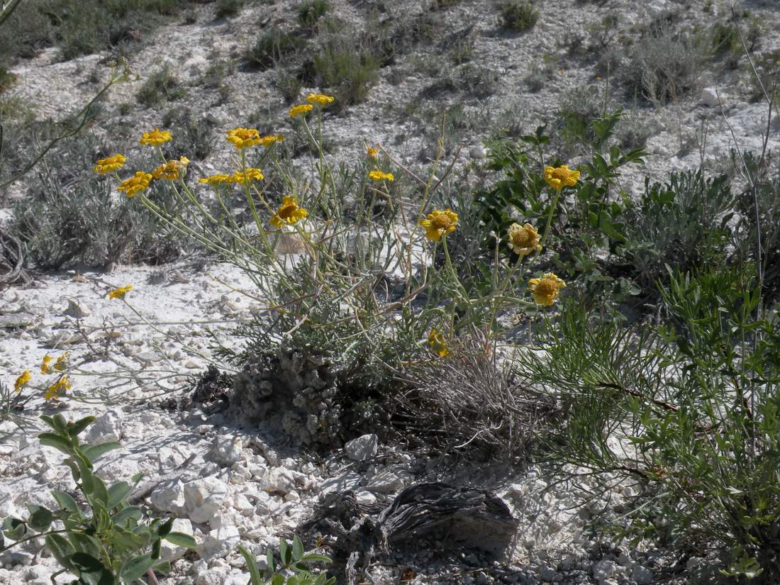 Image of Anthemis trotzkiana specimen.