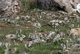 Rhinopetalum stenantherum. Цветущие растения. Южный Казахстан, гора 797.3 в 0.5 км западнее шоссе Корниловка-Пестели. 31.03.2012.