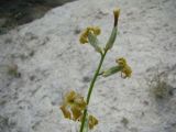 Matthiola obovata