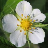 Fragaria viridis. Цветок. Ростовская обл., Неклиновский р-н, Николаевское с/п, балка. 07.05.2013.