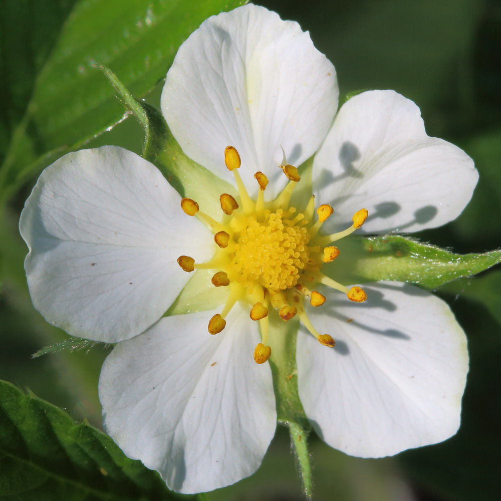 Изображение особи Fragaria viridis.