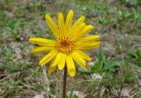 Arnica montana